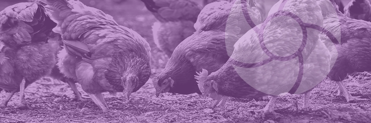 A group of chickens pecking at the ground, tinted in a purple hue with a light logo overlay.